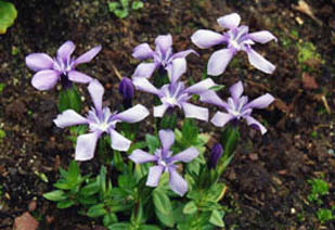 Gentiana sp